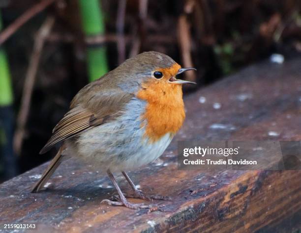 Robin Calling 18,047 Wild Animal Communication Stock Photos, High-Res Pictures, and ...