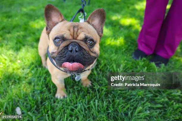 french bulldog in the park - buldogue francês imagens e fotografias de stock