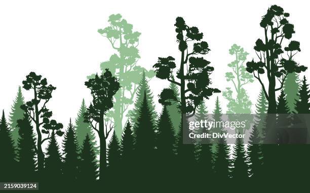 forest landscape vector illustration - cedar tree stock illustrations