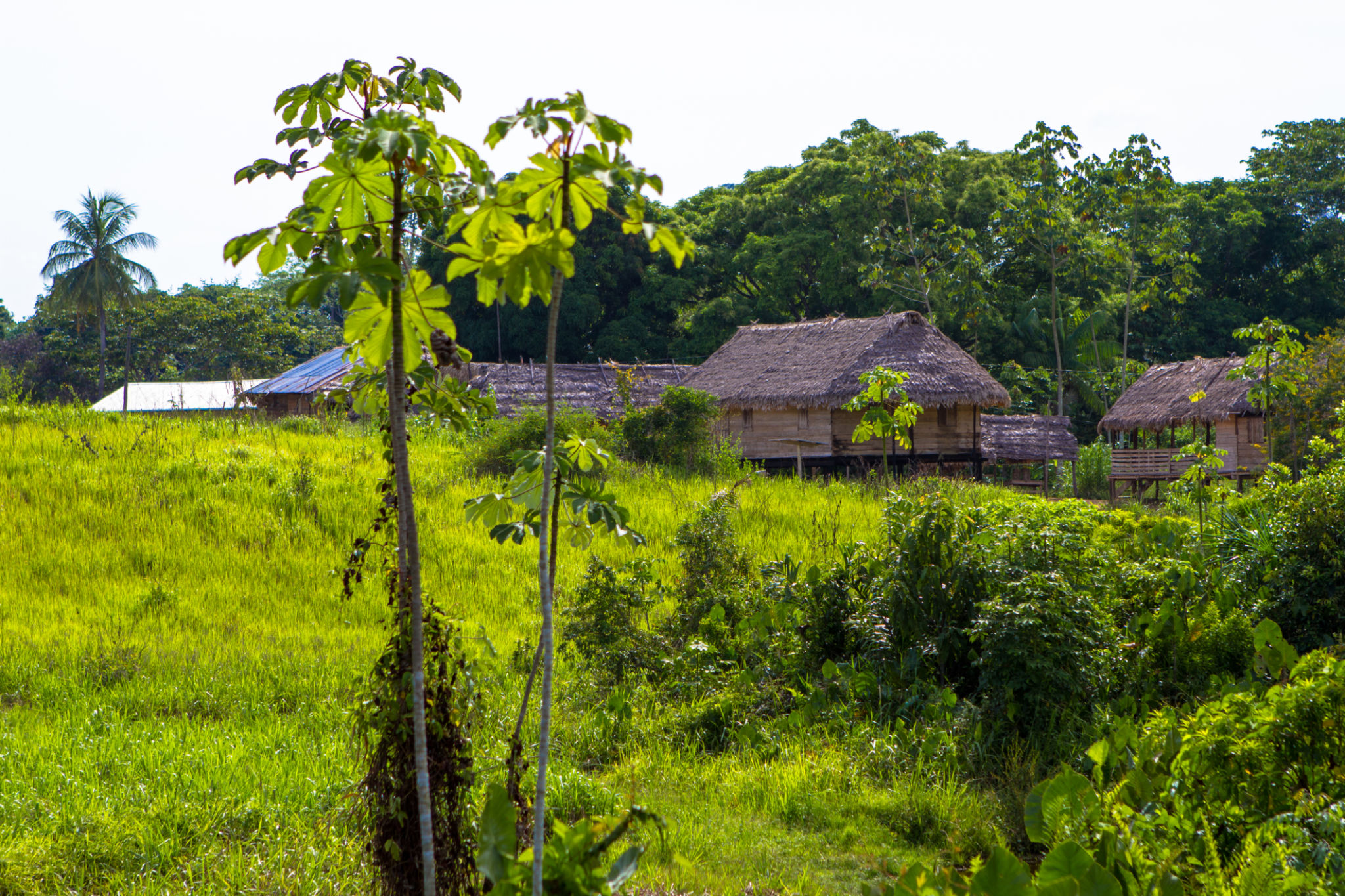 Traditional houses built into a hillside surrounded by trees in a village Traditional houses built into a hillside surrounded by trees in a village