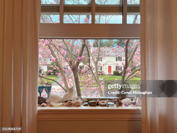 view through a sunlit window of pink magnolia blossom blooming outside, shadows and light on a window curtain. a collection of trinkets and treasures line with windowsill. - davanzale foto e immagini stock