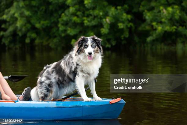 australian shepherd hund vor dem kajak - schiffsbug stock-fotos und bilder