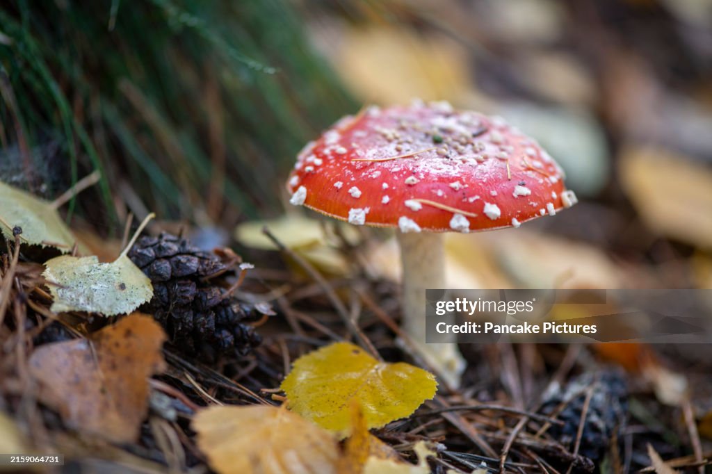 A vibrant red toadstool stands out in a forest floor
