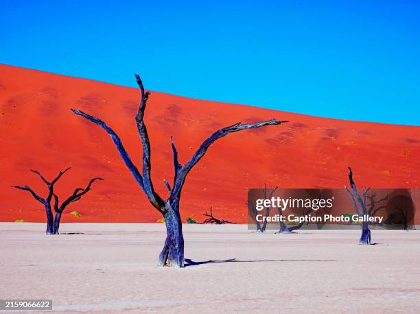 arresting image of dead trees against vibrant red sand dunes and blue sky - sossusvlei stock pictures, royalty-free photos & images