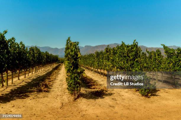 a vineyard under a clear blue sky with rows of grapevines and a mountain range in the background - grape stock pictures, royalty-free photos & images