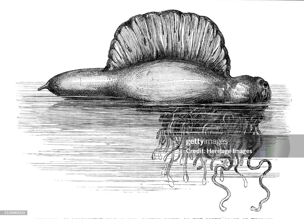 Physalia