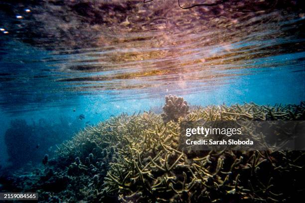 underwater photograph showcasing a vibrant coral reef teeming with marine life and bathed in natural sunlight filtering through the water's surface - sea life stock pictures, royalty-free photos & images