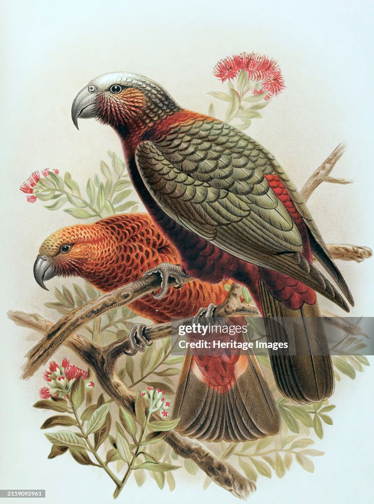 Kaka Parrot And Variety Kaka-Kura. Nestor Meridionalis. (One-Half Natural Size)