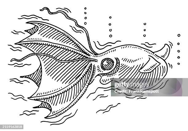 vampire squid deep sea animal drawing - vampyroteuthis infernalis stock illustrations