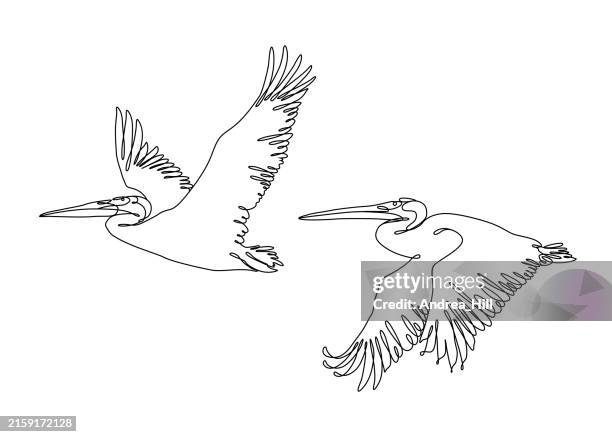 group of pelicans in flight continuous line drawing with editable stroke - american white pelican stock illustrations