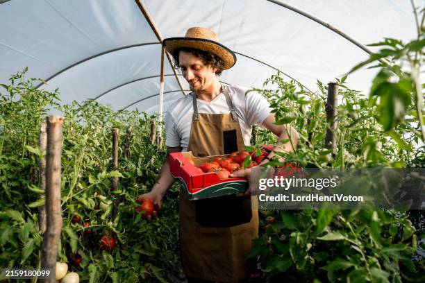 farmer harvesting tomatoes at his greenhouse - tomato greenhouse stock pictures, royalty-free photos & images