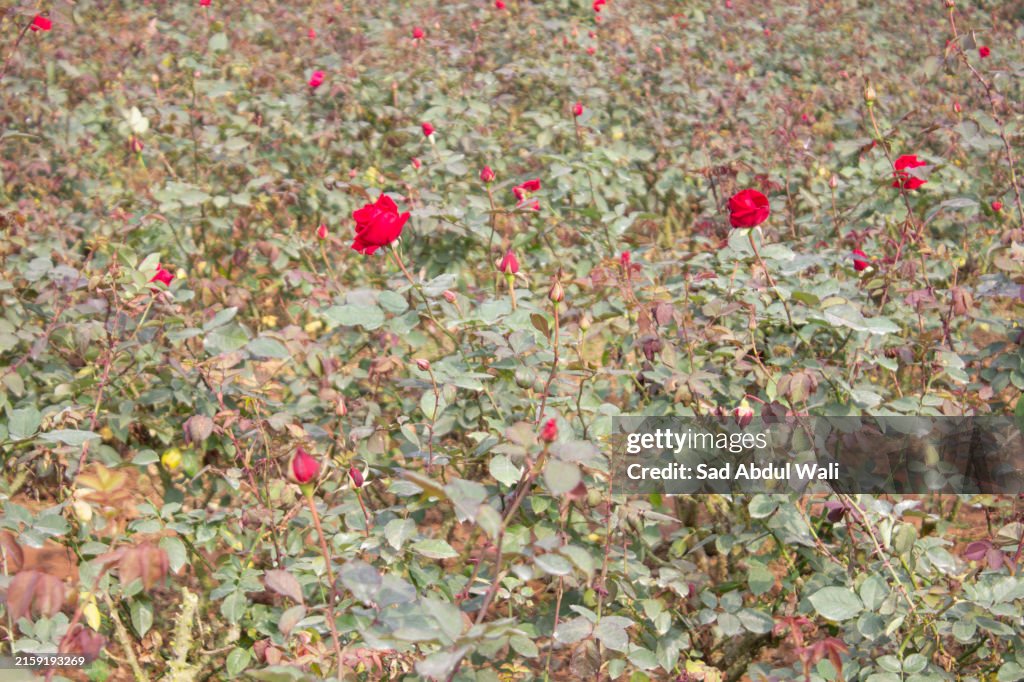 Un giardino fiorito, un villaggio di rose chiamato Golap gram