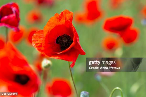 red poppy flower on grass background. perfect backdrop for your design with copy space - coquelicot photos et images de collection