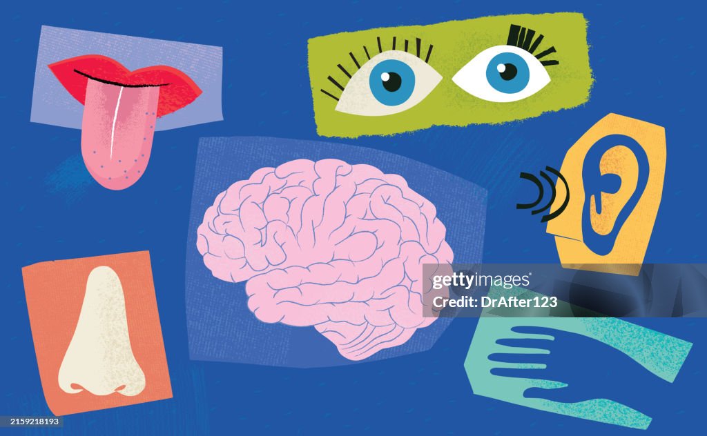Sensory Perception Example Sensory Perception High-Res Vector Graphic - Getty Images