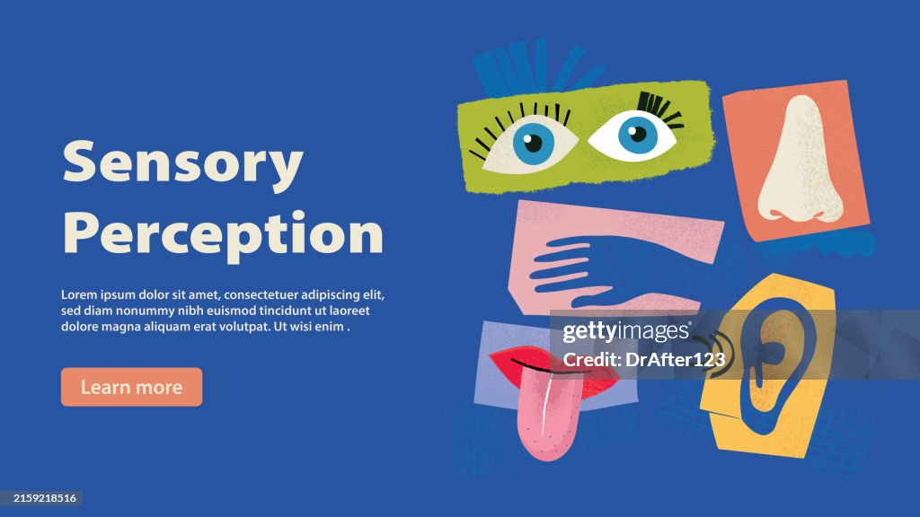 Sensory Perception Example Sensory Perception High-Res Vector Graphic - Getty Images
