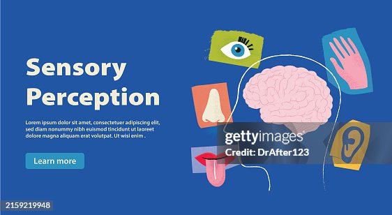 Sensory Perception Sensory Perception