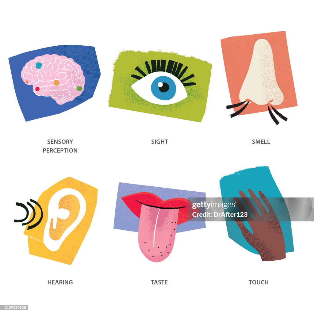 Sensory Perception Example Sensory Perception High-Res Vector Graphic - Getty Images