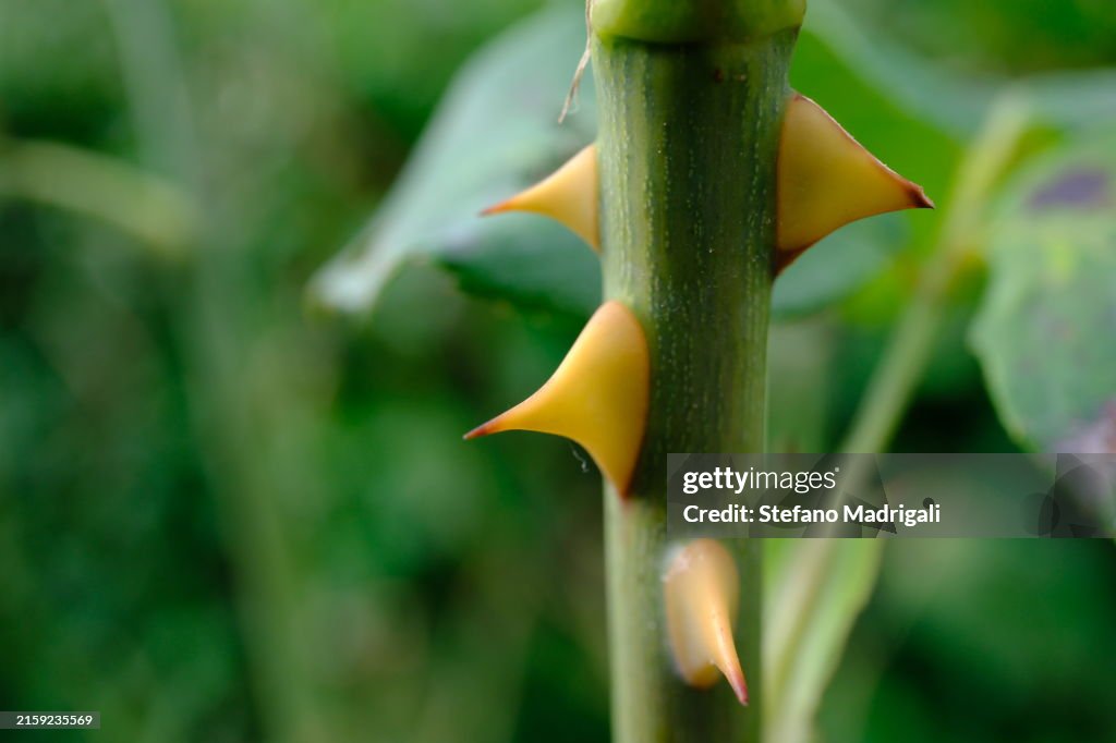 Rose stem with thorns, danger