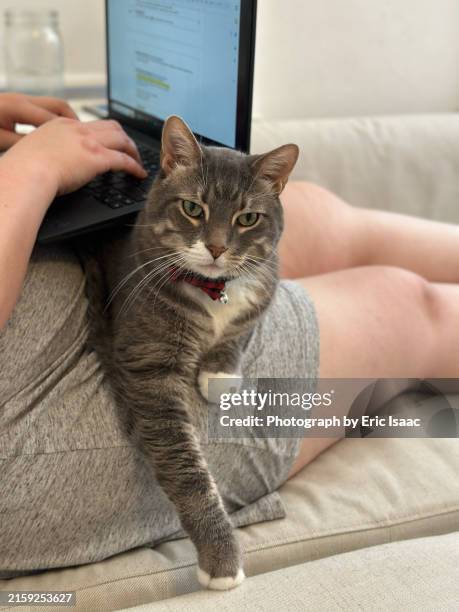 Cat S Using Computer 7,326 Working Computer Cat Stock Photos, High-Res Pictures, and Images ...