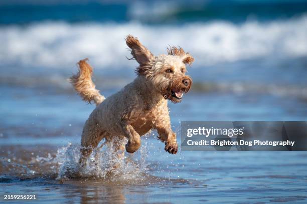 a cockerpoo dog on praa sands beach in cornwall - cockapoo stock pictures, royalty-free photos & images