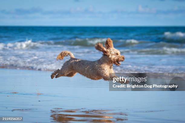 a cockerpoo dog on praa sands beach in cornwall - cockapoo stock pictures, royalty-free photos & images