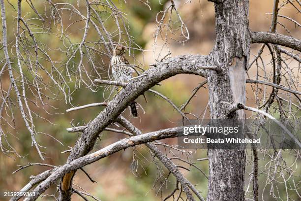 15 Merlin Nest Stock Photos, High-Res Pictures, and Images - Getty Images