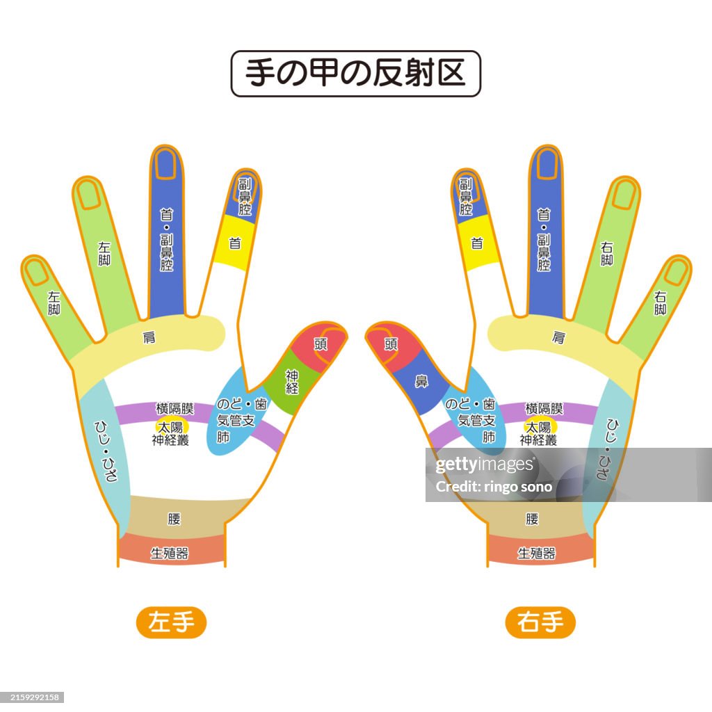 Hand Reflex Scale Reflexes On The Back Of The Hand And Hand Pressure Points Illustration ...