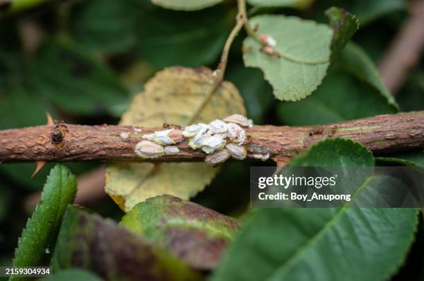 Sap Drinking Insect 143 Sap Sucking Insects Stock Photos, High-Res Pictures, and Images ...