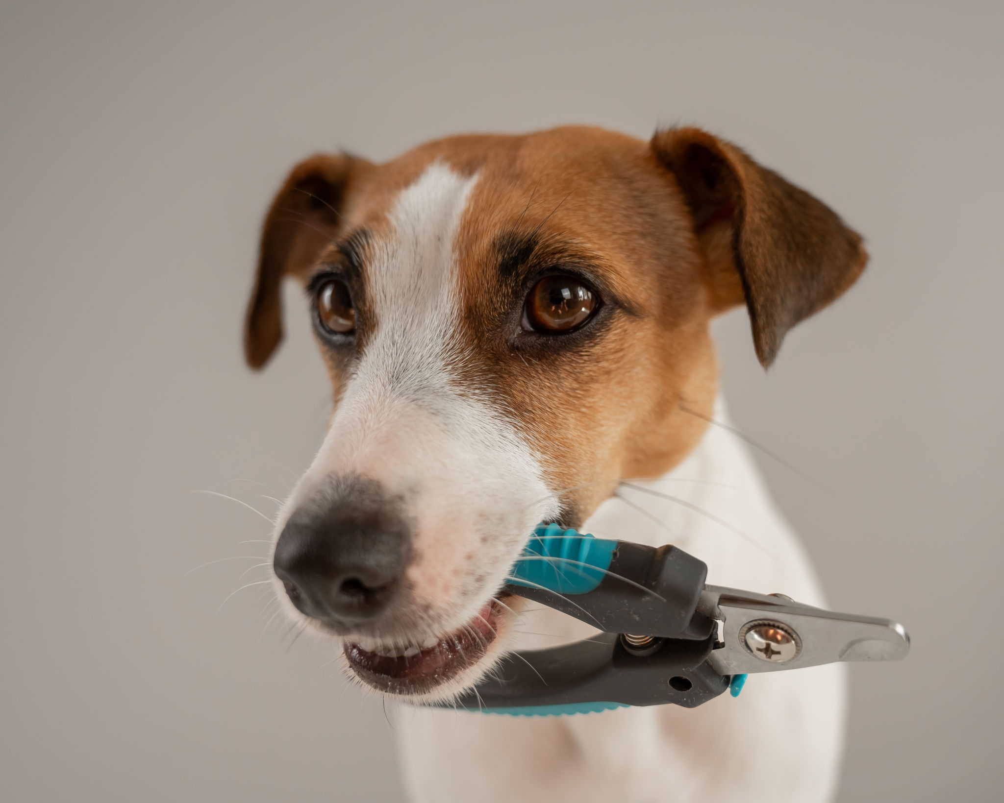 dog with grooming tools