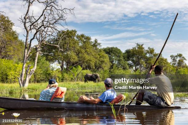 side view. tourists enjoying a mokoro (traditional canoe) safari watching an elephant on the waterways of the okavango delta - okawangodelta stock-fotos und bilder