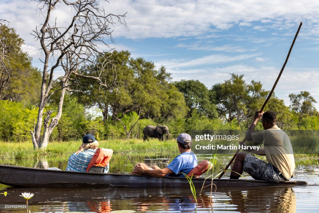 Side view. Tourists enjoying a Mokoro (traditional canoe) safari watching an elephant on the waterways of the Okavango Delta