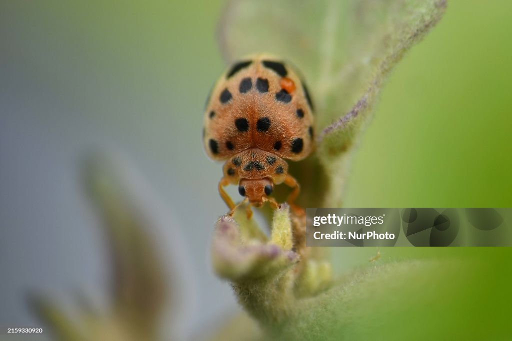 India Wildlife
