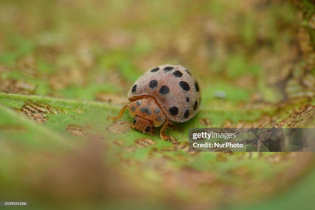 India Wildlife