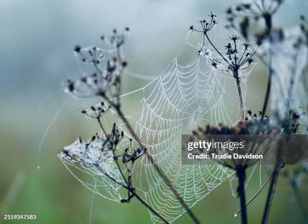 dewy cobwebs - fog stock pictures, royalty-free photos & images
