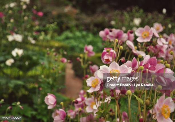 clusters of pink flowers in english garden - englischer garten stock-fotos und bilder