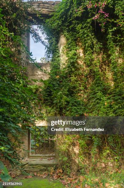 lush foliage in a ruined house - old abandoned mansions stock pictures, royalty-free photos & images