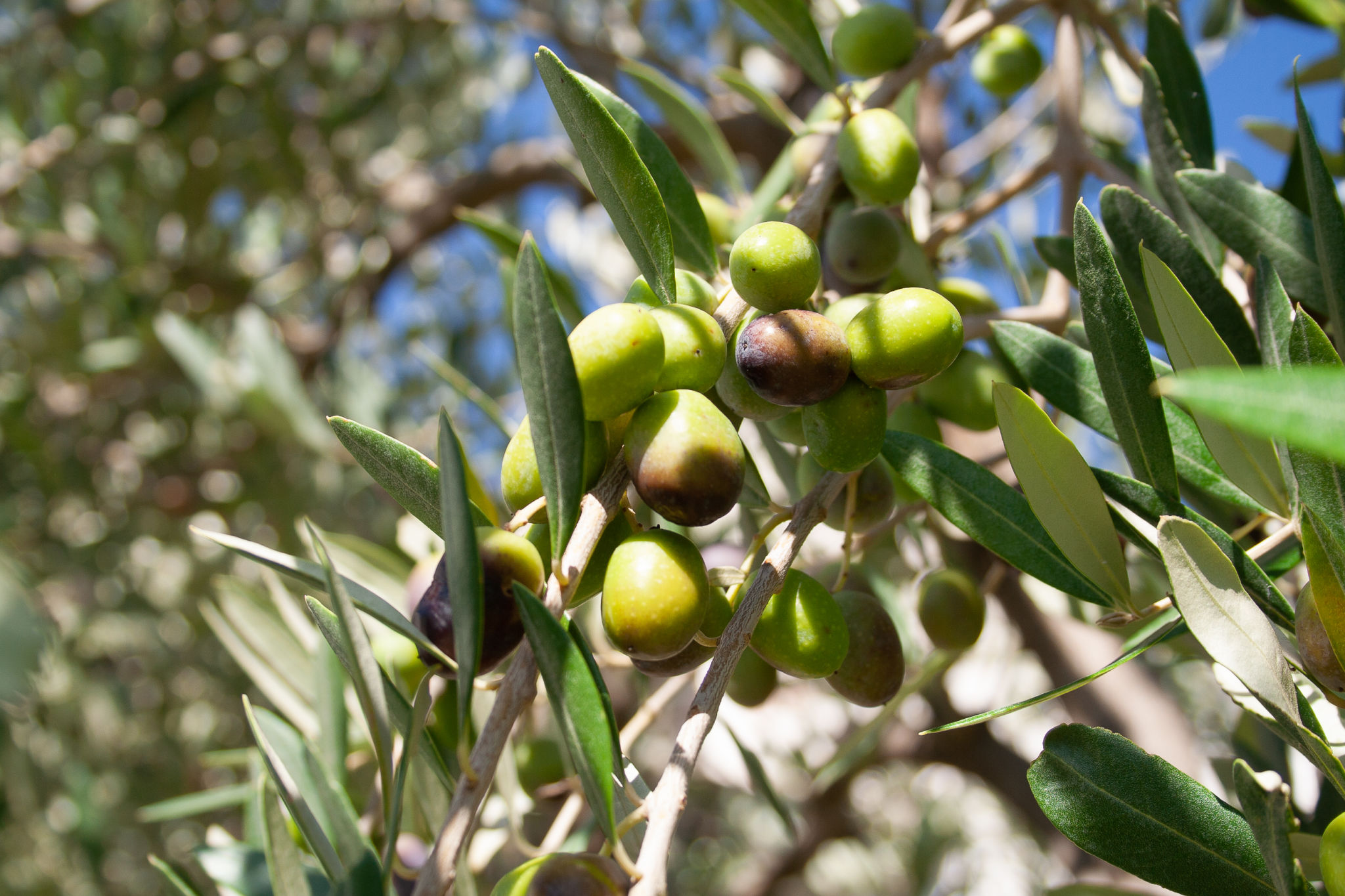 Ripening olives grow on the branch, close-up. Olive tree background for publication, design, poster, calendar, post, screensaver, wallpaper, postcard, banner, cover, website. High quality photo Ripening olives grow on the branch, close-up. Olive tree background for publication, design, poster, calendar, post, screensaver, wallpaper, postcard, banner, cover, website. High quality photo