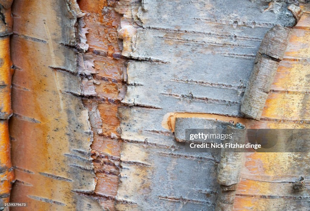 Paper birch bark detail close up including its lenticels, Alberta, Canada
