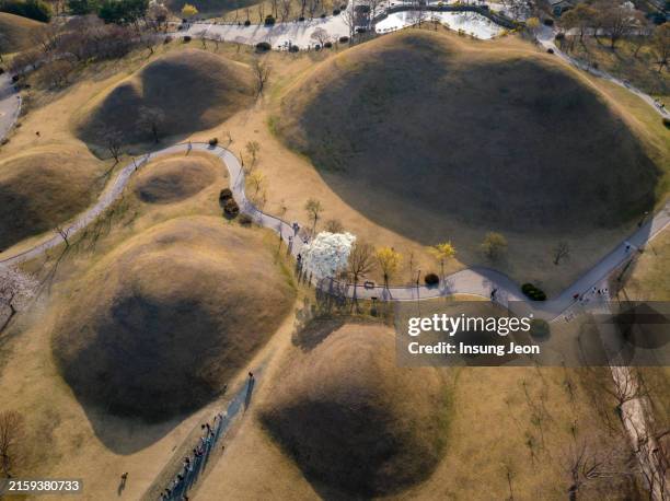 magnolia blossoms in the daereungwon ancient tombs - gyeongju stock pictures, royalty-free photos & images