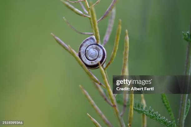 snail - lentezza foto e immagini stock