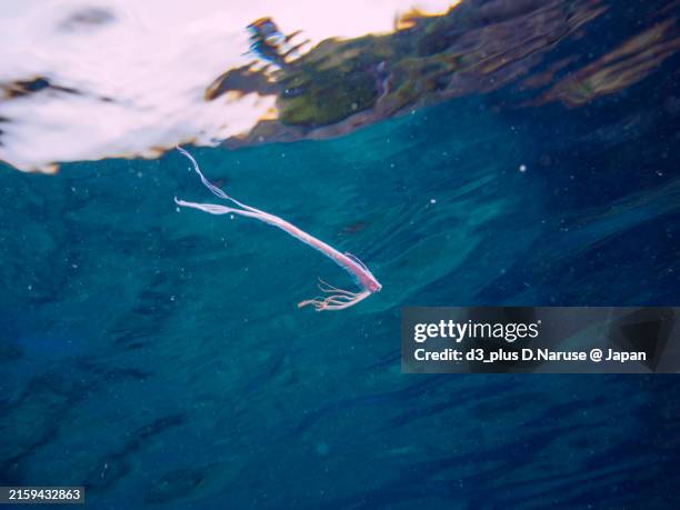 140 Oarfish Stock Photos High Res Pictures And Images Getty Images 140-oarfish-stock-photos-high-res-pictures-and-images-getty-images