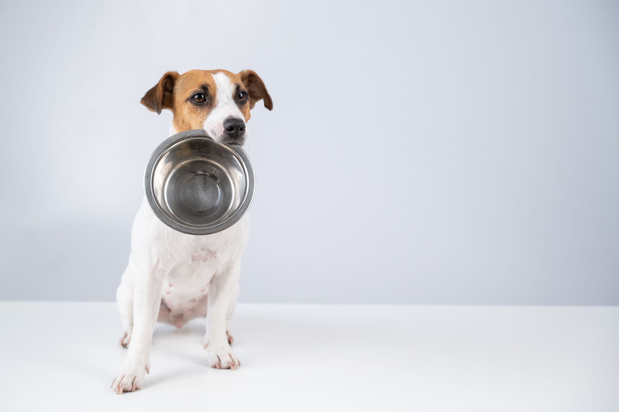 Hungry jack russell terrier holding an empty bowl on a white background. The dog asks for food. Hungry jack russell terrier holding an empty bowl on a white background. The dog asks for food.