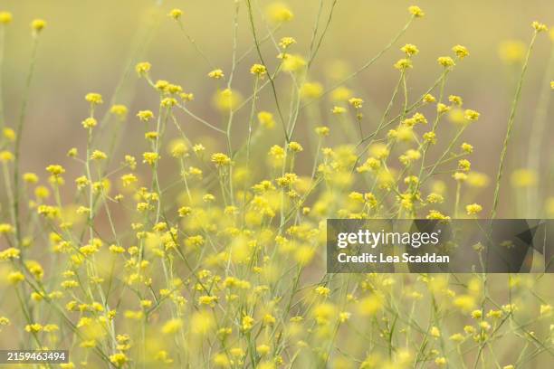 yellow mustard flowers - brassica nigra stock pictures, royalty-free photos & images