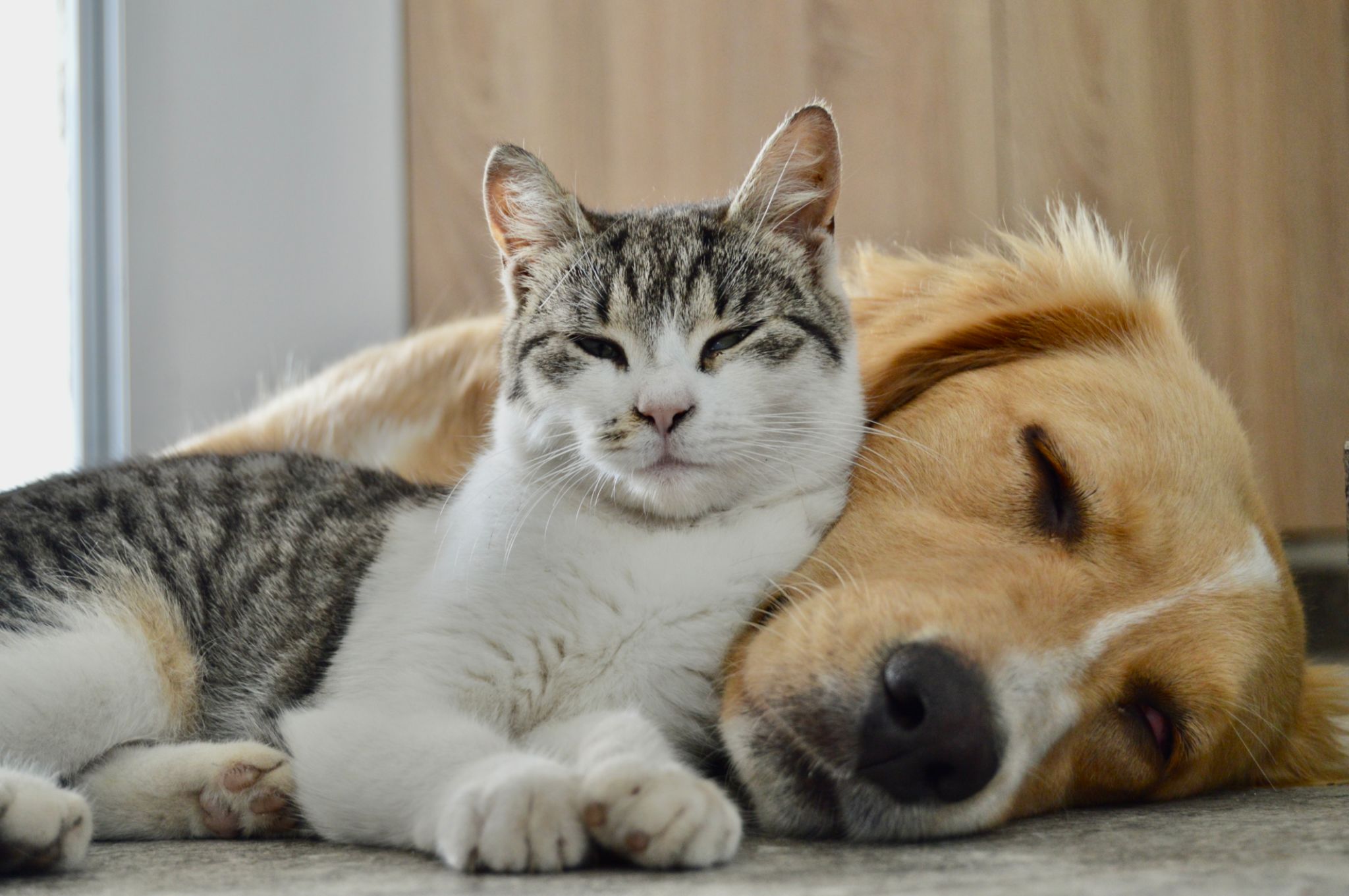 dog cat