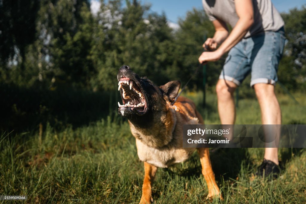 Man holding aggressive dog on leash