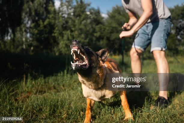 man holding aggressive dog on leash - morder imagens e fotografias de stock