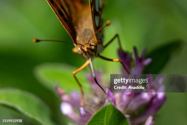 View of Queen of Spain fritillary at Alucdagi Nature Park located in Camlidere district of Ankara, Turkiye on June 23, 2024.
