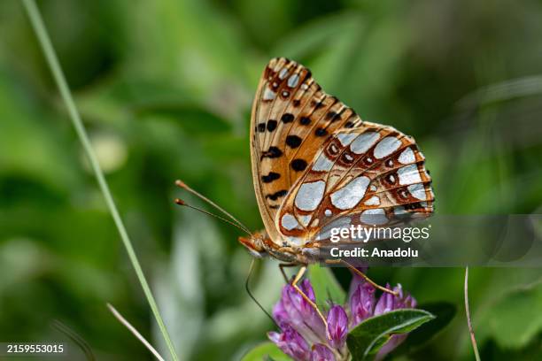 View of Queen of Spain fritillary at Alucdagi Nature Park located in Camlidere district of Ankara, Turkiye on June 23, 2024.