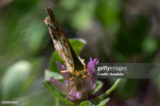 View of Queen of Spain fritillary at Alucdagi Nature Park located in Camlidere district of Ankara, Turkiye on June 23, 2024.