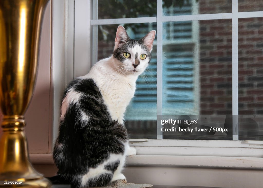 Portrait of cat sitting by window,Savannah,Georgia